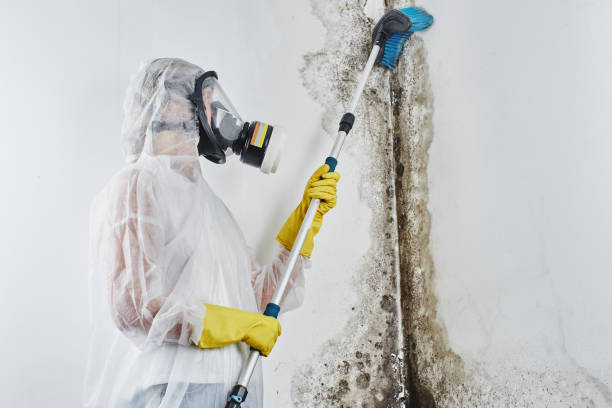 Home Mold Removal in Louisville, CO