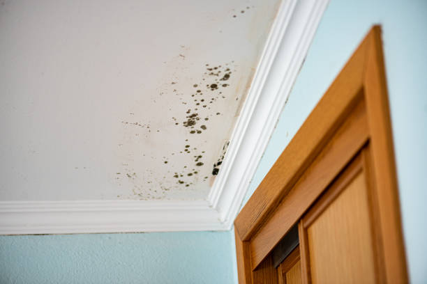 Best Mold Removal Process  in Louisville, CO
