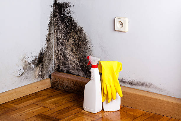 Mold Testing and Removal in Louisville, CO